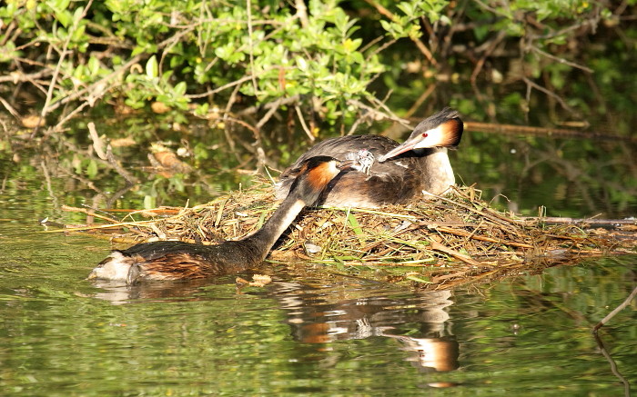 Haubentaucherpärchen mit Nachwuchs