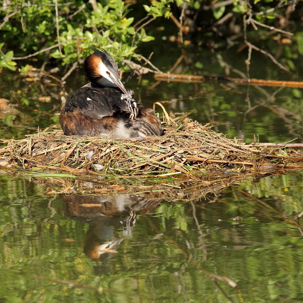 Haubentaucher mit Nachwuchs