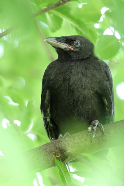 junge Rabenkrähe