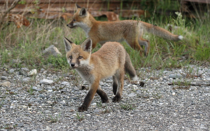 Junge Füchse