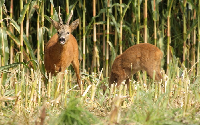 Rehe im Maisfeld