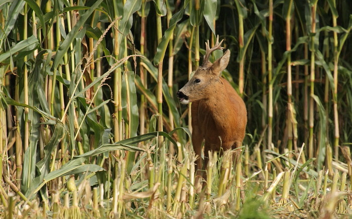 Rehbock im Maisfeld