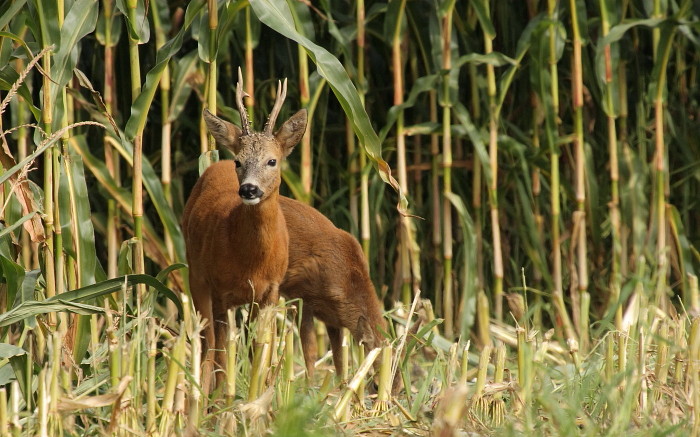 Rehe im Maisfeld
