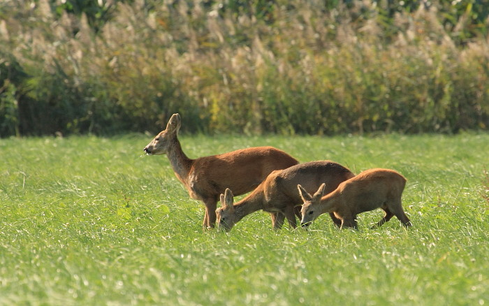 Reh mit Nachwuchs