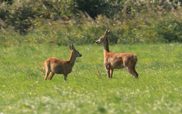 Reh mit Nachwuchs
