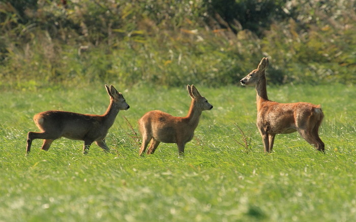 Reh mit Nachwuchs