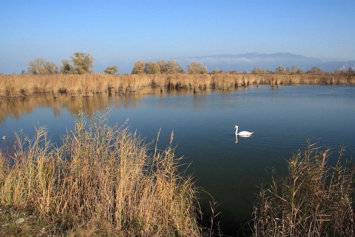 Schleienlöcher im November