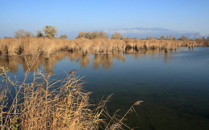 Schleienlöcher im November