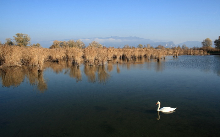 Schleienlöcher im November