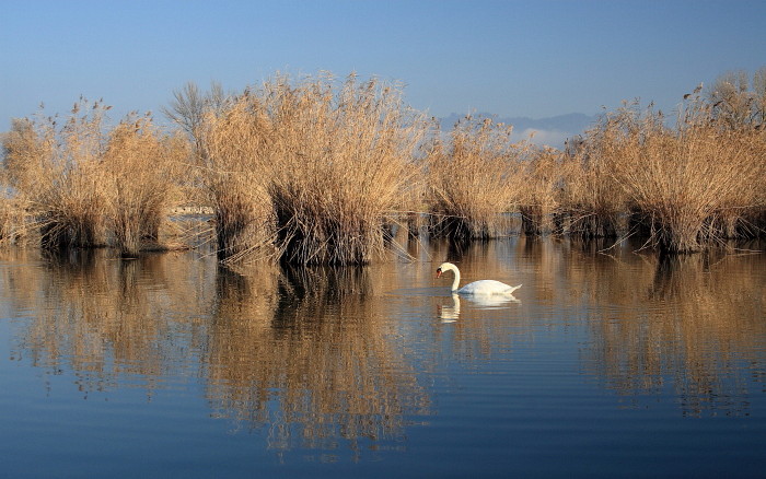 Schleienlöcher im November
