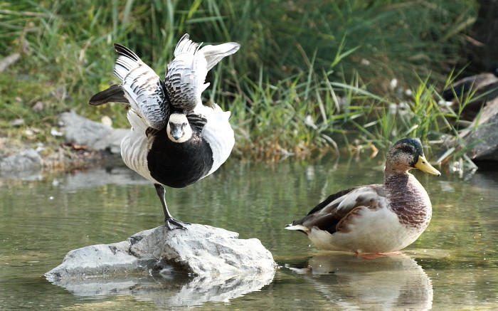 Weißwangengans und Stockente