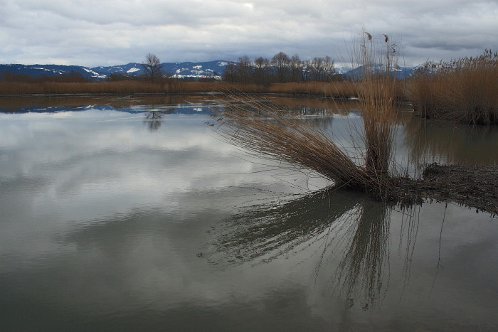 Schleienlöcher im November