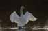 Höckerschwan