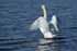 Höckerschwan