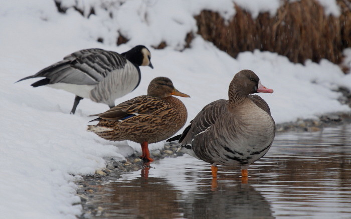 Weißwangengans Stockente Graugans