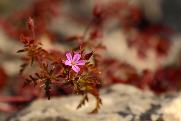 Stinkenter Storchschnabel