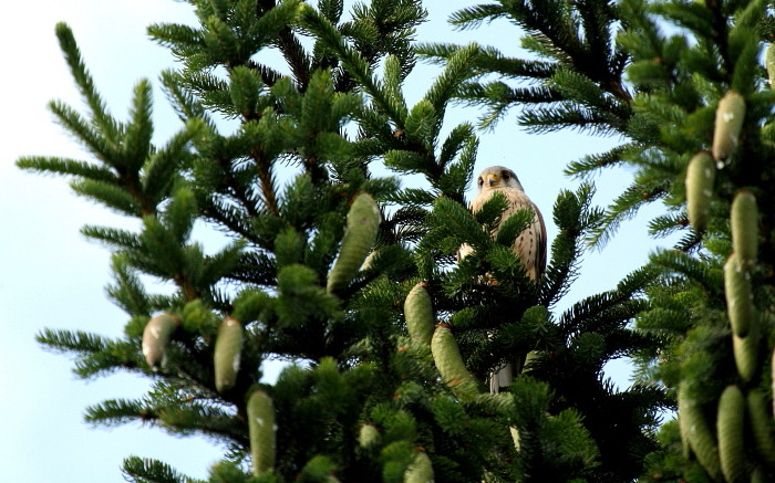 Falke im Nadelbaum