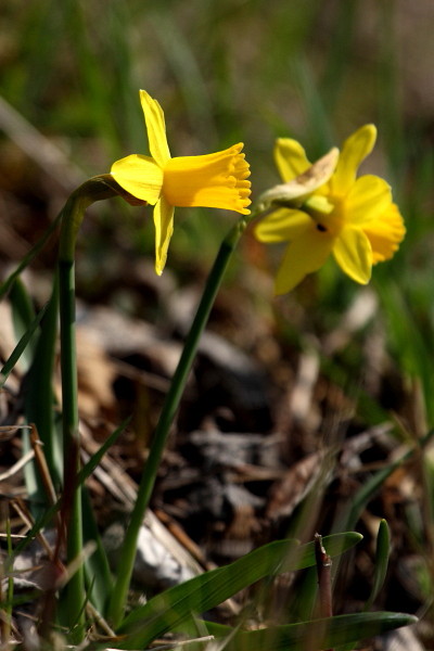 Narzisse