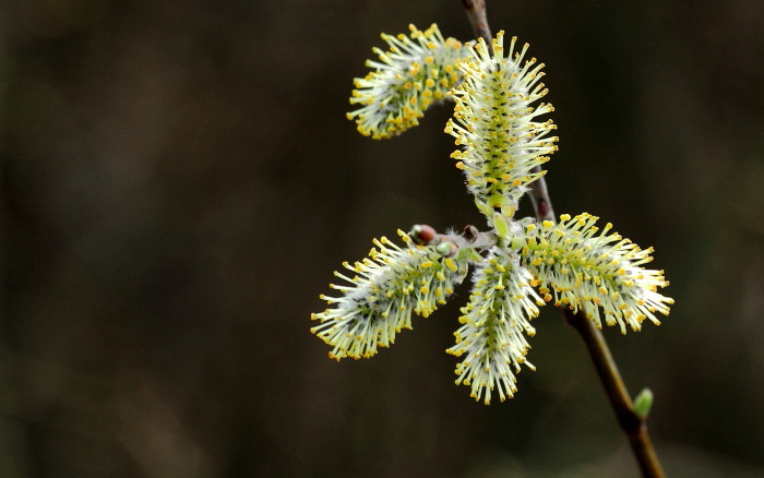 Weidenkätzchen