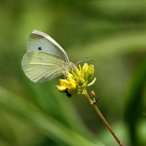 Großer Kohlweißling