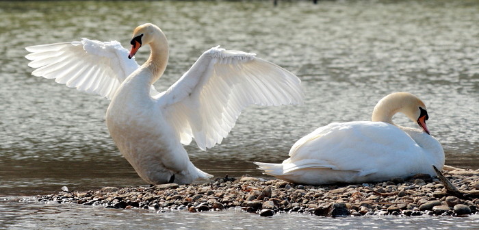 Höckerschwanbärchen