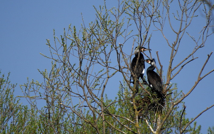 Kormorane im Nest
