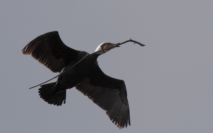 Kormoran im Flug mit Nestmaterial