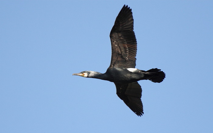 Kormoran im Flug