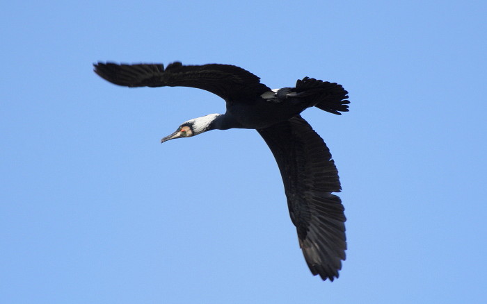 Kormoran im Flug