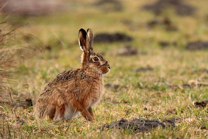 Feldhase