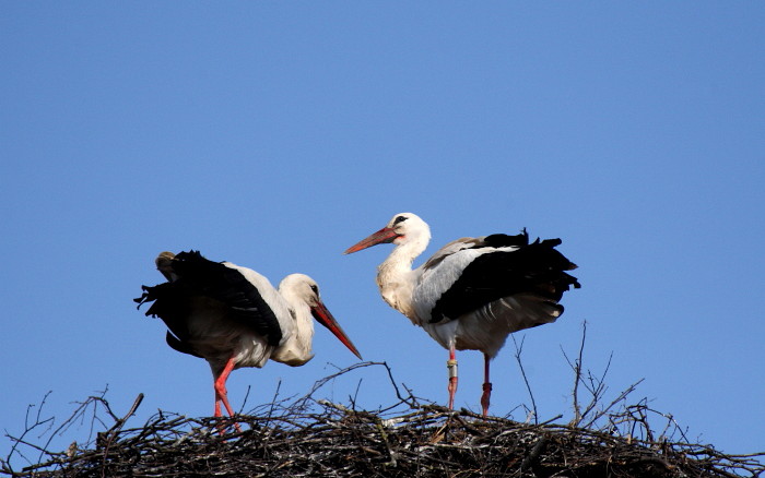 Weißstorchserie Bild 2