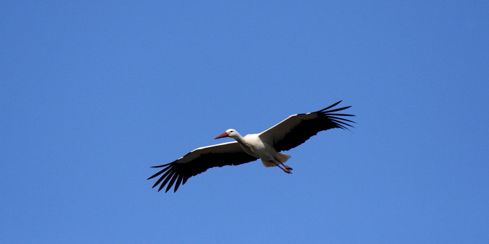 Weißstorchserie Bild 3