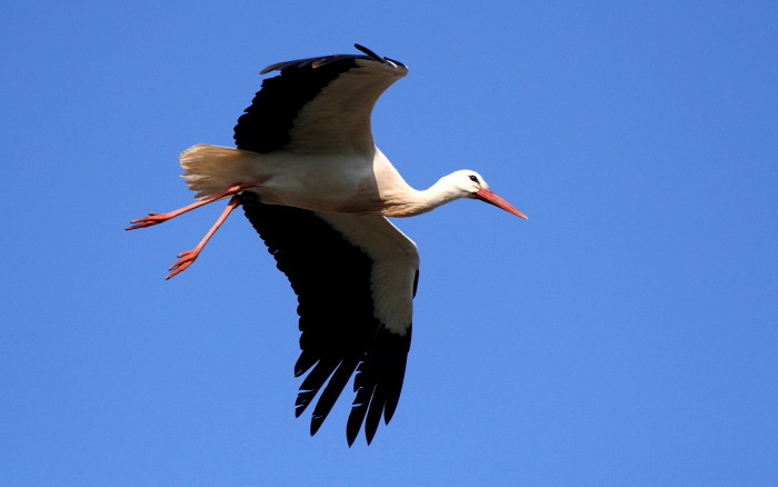 Weißstorchserie Bild 6