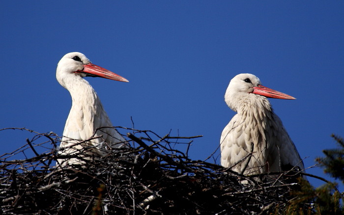 Weißstorchserie Bild 8