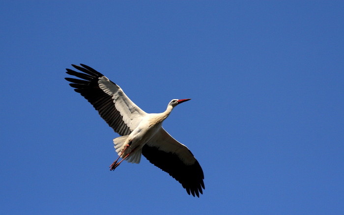 Weißstorchserie Bild 13