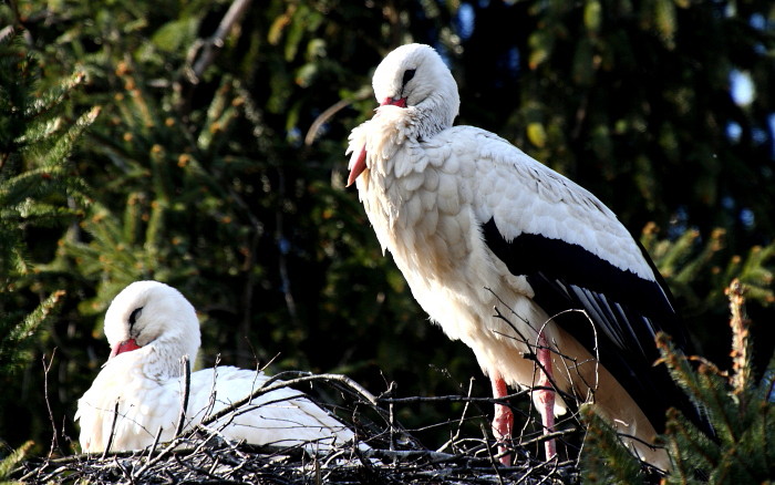 Weißstörche