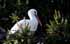 Weißstorch