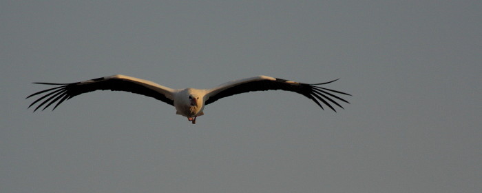 Weißstorchserie Bild 17