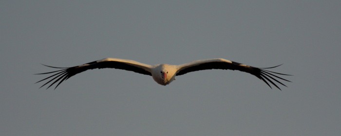 Weißstorchserie Bild 18