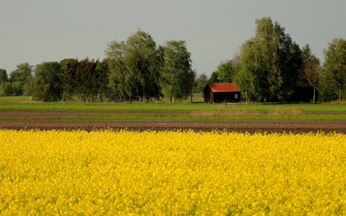 Rapsfeld in der Landschaft