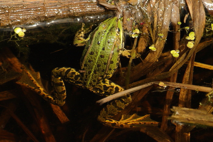 Teichfrosch