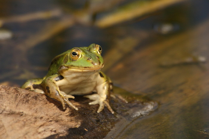 Teichfrosch