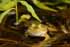 Teichfrosch
