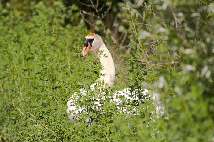 Höckerschwan bei der Dammüberquerung
