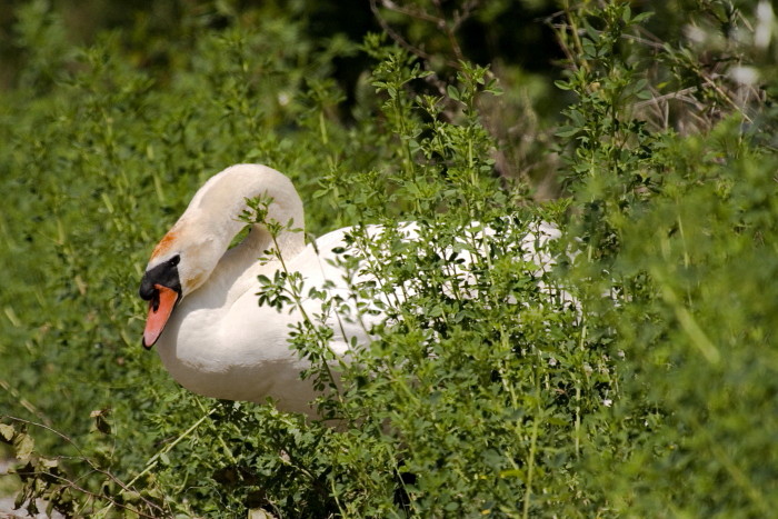 Höckerschwan bei der Dammüberquerung