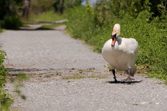 Höckerschwan bei der Dammüberquerung