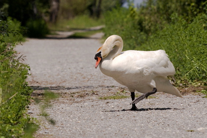 Höckerschwan bei der Dammüberquerung