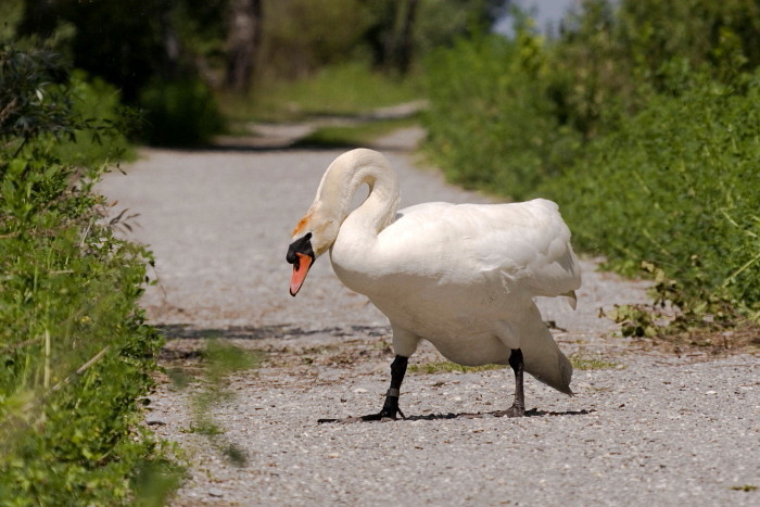 Höckerschwan bei der Dammüberquerung
