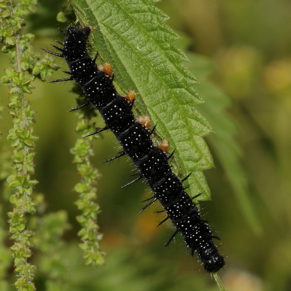 Raupe des Tagpfauenauges