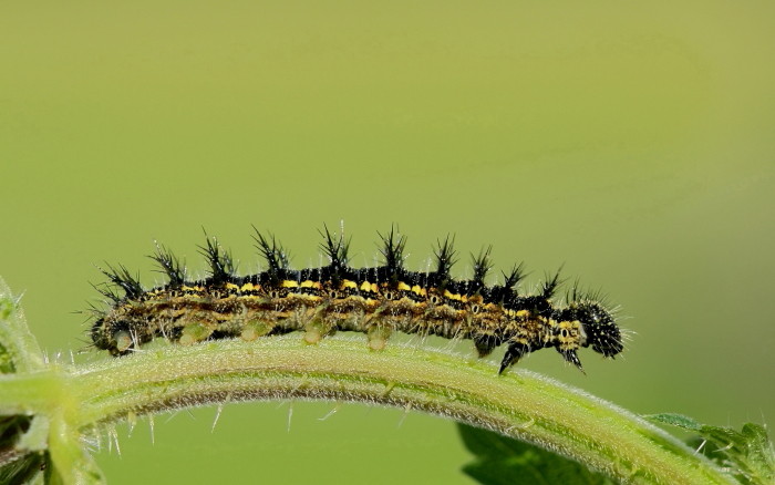 Raupe des Kleinen Fuchses